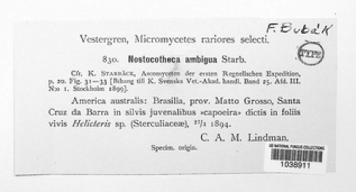 Molleriella mirabilis image